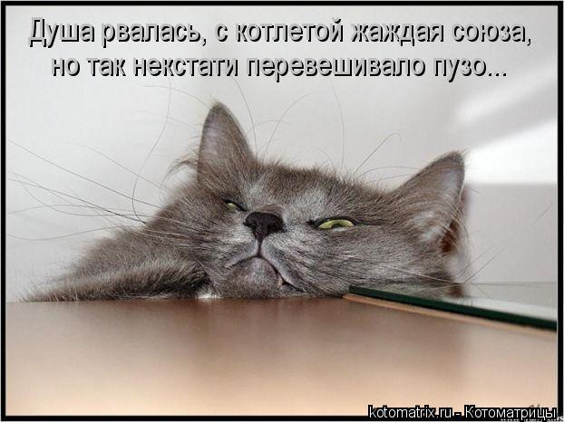Душа рвалась, с котлетой жаждая союза, но так некстати перевешивало пузо...... Котоматрица: Душа рвалась, с котлетой жаждая союза, но так некстати перевешивало пузо...
