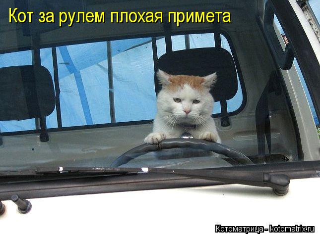 Котоматрица: Кот за рулем плохая примета