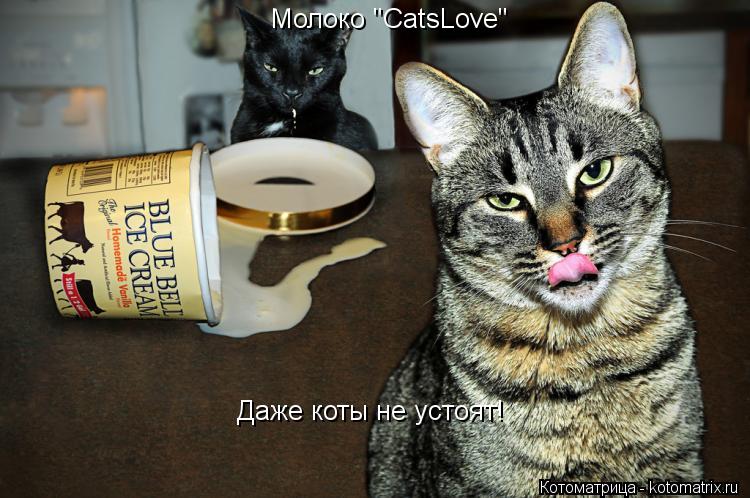 Котоматрица: Молоко "CatsLove" Даже коты не устоят!