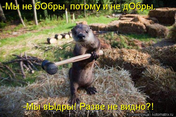 Котоматрица: -Мы не бОбры, потому и не дОбры. -Мы вЫдры! Разве не видно?!