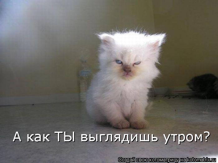 Котоматрица: А как ТЫ выглядишь утром?