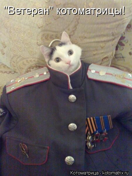 Котоматрица: "Ветеран" котоматрицы!