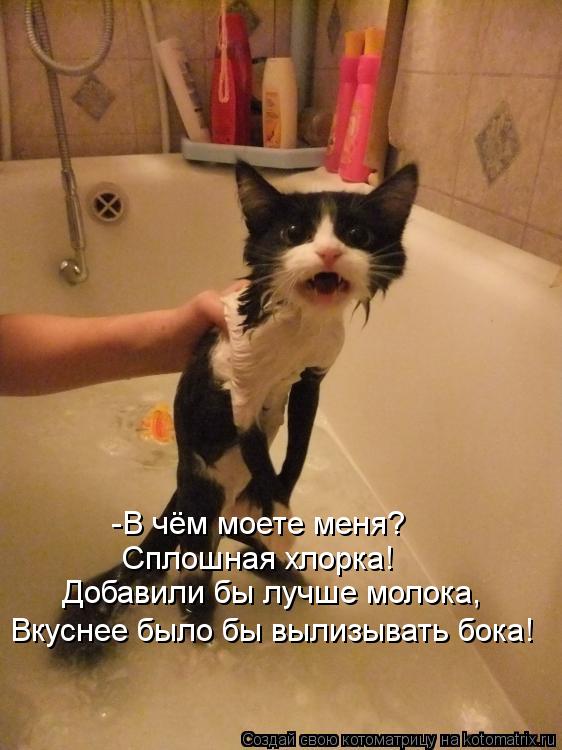 -В чём моете меня? Сплошная хлорка! Добавили бы лучше молока, Вкуснее было бы вылизывать бока!... Котоматрица: -В чём моете меня? Сплошная хлорка! Добавили бы лучше молока, Вкуснее было бы вылизывать бока!