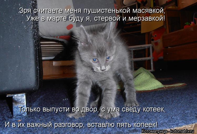 Котоматрица: Зря считаете меня пушистенькой масявкой, Уже в марте буду я, стервой и мерзавкой! Только выпусти во двор, с ума сведу котеек, И в их важный ра