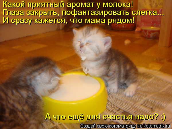 Какой приятный аромат у молока! Глаза закрыть, пофантазировать слегка... И сразу кажется, что мама ря... Котоматрица: Какой приятный аромат у молока! Глаза закрыть, пофантазировать слегка... И сразу кажется, что мама рядом! А что ещё для счастья надо? :)