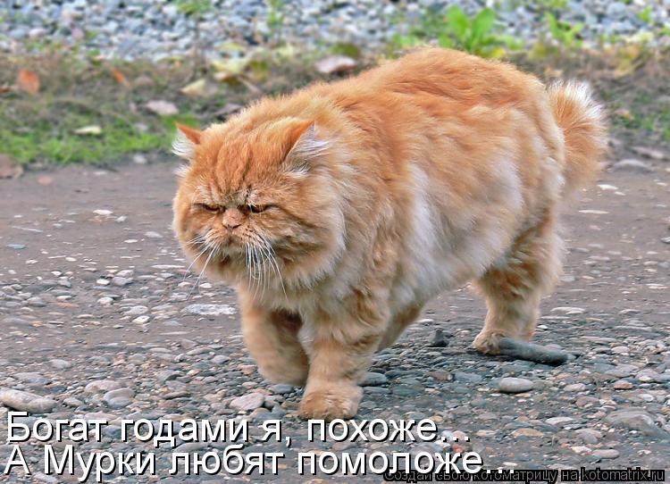 Богат годами я, похоже... А Мурки любят помоложе...... Котоматрица: Богат годами я, похоже... А Мурки любят помоложе...