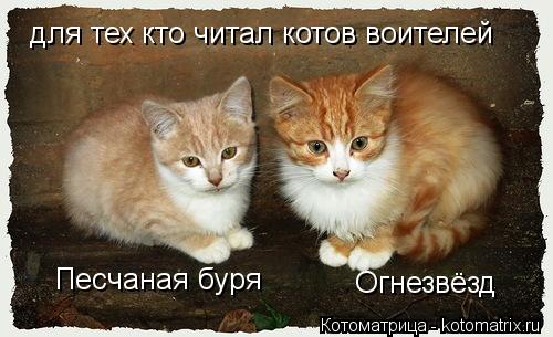 коты воители огнезвезд и песчаная буря картинки онлайн