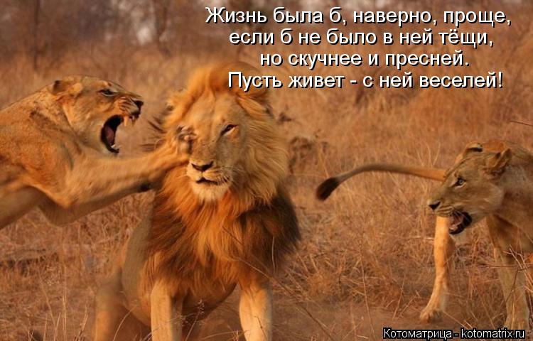 Жизнь была б, наверно, проще, если б не было в ней тёщи, но скучнее и пресней. Пусть живет - с ней в... Котоматрица: Жизнь была б, наверно, проще, если б не было в ней тёщи, но скучнее и пресней. Пусть живет - с ней веселей!