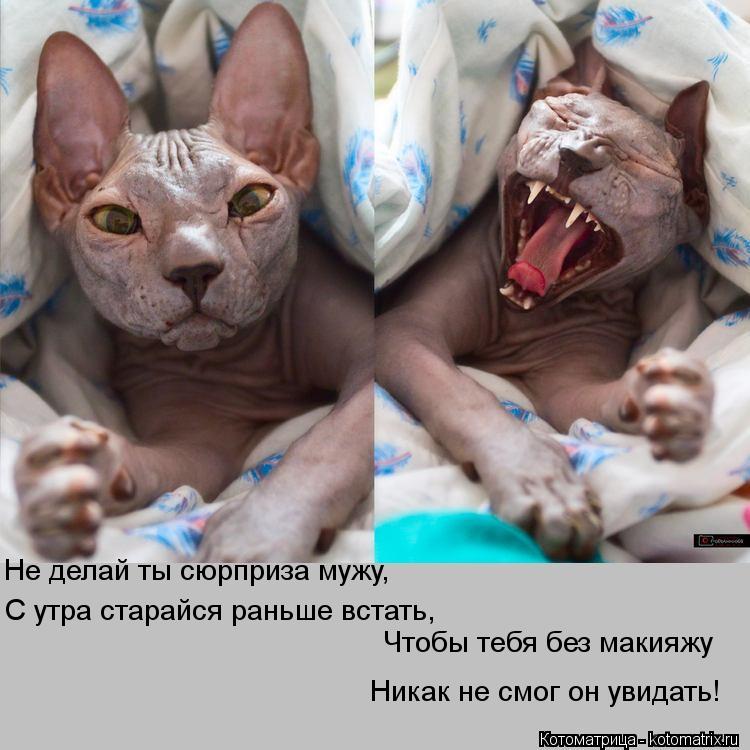 Котоматрица: Не делай ты сюрприза мужу, С утра старайся раньше встать, Чтобы тебя без макияжу Никак не смог он увидать!