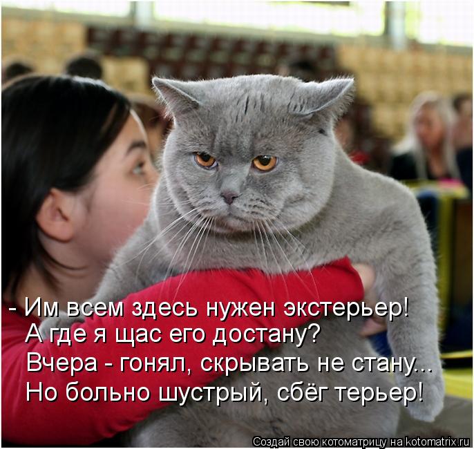 Котоматрица: - Им всем здесь нужен экстерьер! А где я щас его достану? Вчера - гонял, скрывать не стану... Но больно шустрый, сбёг терьер!
