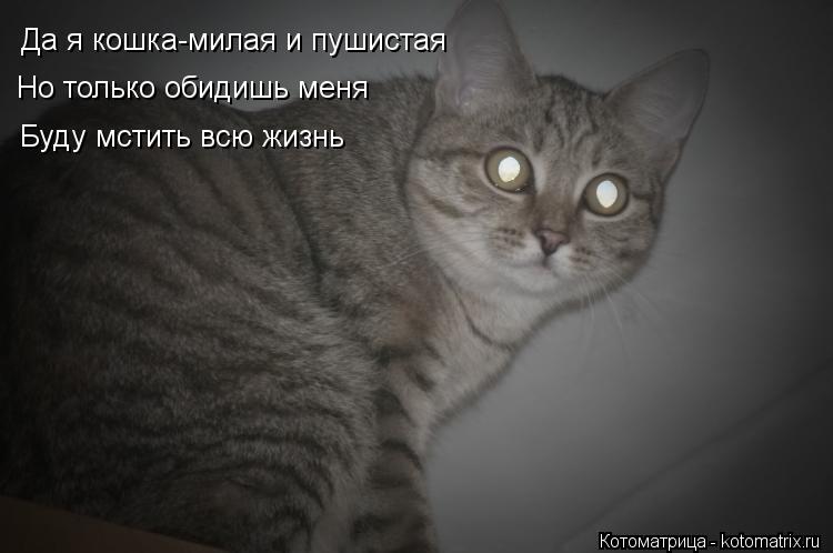 Котоматрица: Да я кошка-милая и пушистая  Но только обидишь меня Буду мстить всю жизнь