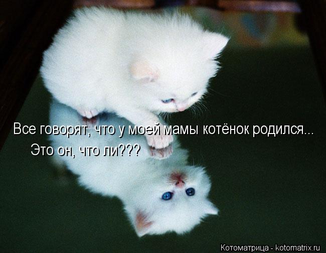 Котоматрица: Все говорят, что у моей мамы котёнок родился... Это он, что ли???