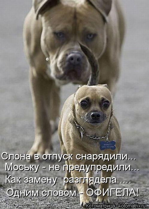 Слона в отпуск снарядили... Моську - не предупредили... Как замену разглядела .... Одним словом -... Котоматрица: Слона в отпуск снарядили... Моську - не предупредили... Как замену разглядела .... Одним словом - ОФИГЕЛА!
