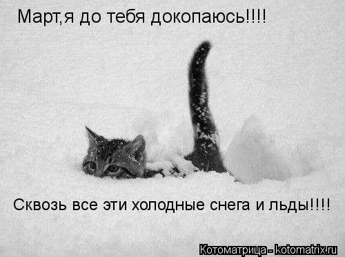 Котоматрица: Март,я до тебя докопаюсь!!!! Сквозь все эти холодные снега и льды!!!!