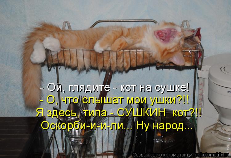 Котоматрица: - Ой, глядите - кот на сушке! - О, что слышат мои ушки?!! Я здесь, типа - СУШКИН  кот?!! Оскорби-и-и-ли... Ну народ...