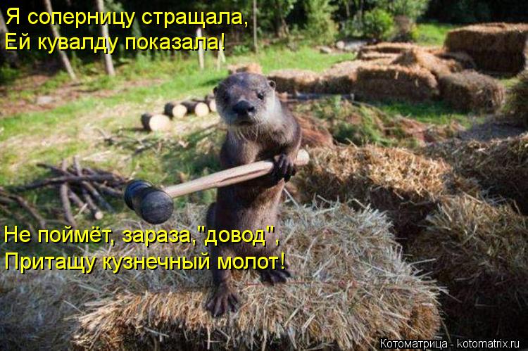 Котоматрица: Я соперницу стращала, Ей кувалду показала! Не поймёт, зараза,"довод", Притащу кузнечный молот!