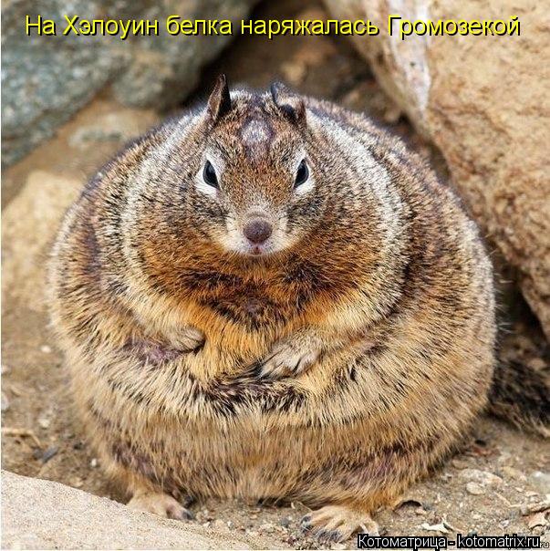 На Хэлоуин белка наряжалась Громозекой... Котоматрица: На Хэлоуин белка наряжалась Громозекой