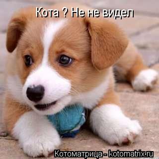 Кота ? Не не видел... Котоматрица: Кота ? Не не видел