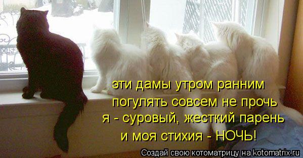 Котоматрица: эти дамы утром ранним  погулять совсем не прочь я - суровый, жесткий парень  и моя стихия - НОЧЬ!