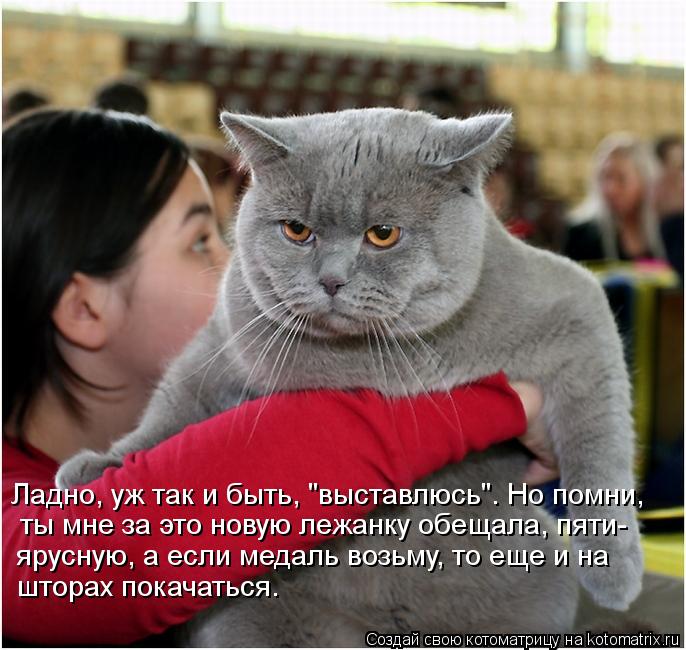 Котоматрица: Ладно, уж так и быть, "выставлюсь". Но помни, ты мне за это новую лежанку обещала, пяти- ярусную, а если медаль возьму, то еще и на  шторах покача