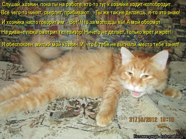 Котоматрица: Слушай, хозяин, пока ты на работе, кто-то тут к хозяйке ходит-колобродит... Всё чего-то чинят, сверлят, прибивают… Ты же так не делаешь, я-то эт
