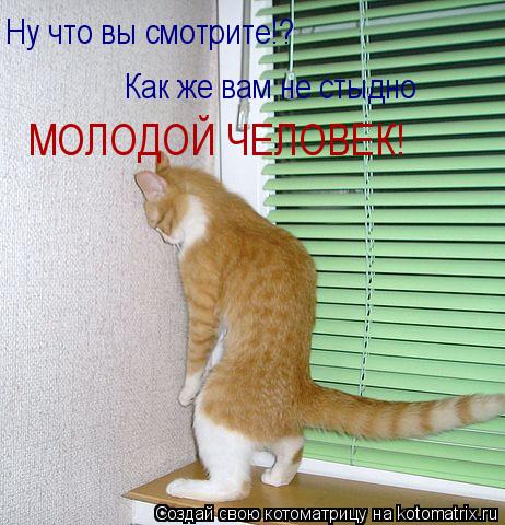 Ну что вы смотрите!? Как же вам не стыдно МОЛОДОЙ ЧЕЛОВЕК!... Котоматрица: Ну что вы смотрите!? Как же вам не стыдно МОЛОДОЙ ЧЕЛОВЕК!