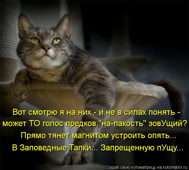 Котоматрица: Вот смотрю я на них - и не в силах понять - может ТО голос предков,"на-пакость" зовУщий? Прямо тянет магнитом устроить опять... В Заповедные Тап