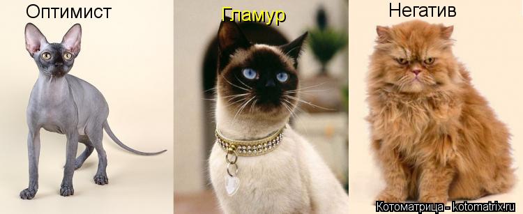 Гламур Оптимист Негатив... Котоматрица: Гламур Оптимист Негатив