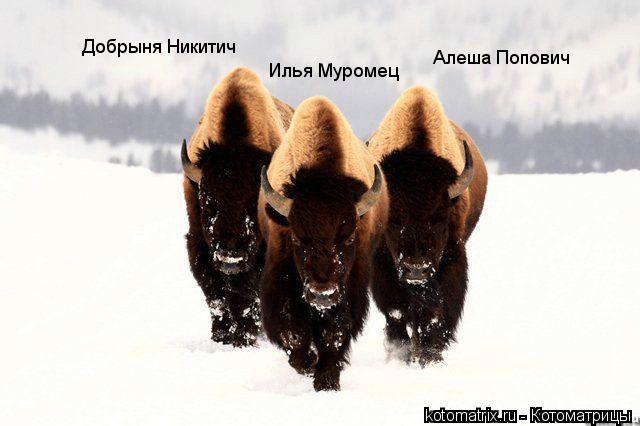 Добрыня Никитич Алеша Попович Илья Муромец... Котоматрица: Добрыня Никитич Алеша Попович Илья Муромец