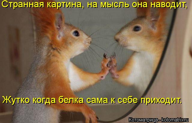 Странная картина, на мысль она наводит, Жутко когда белка сама к себе приходит.... Котоматрица: Странная картина, на мысль она наводит, Жутко когда белка сама к себе приходит.
