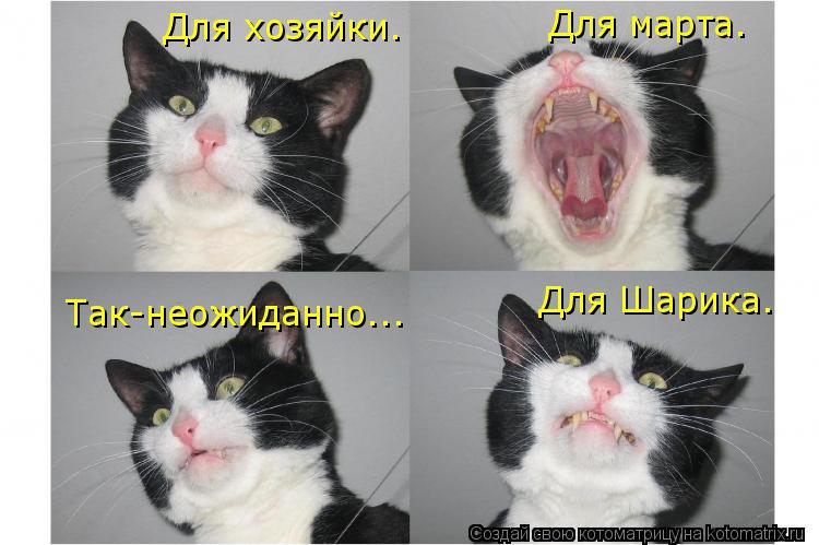 Для хозяйки. Для марта. Для Шарика. Так-неожиданно...... Котоматрица: Для хозяйки. Для марта. Для Шарика. Так-неожиданно...