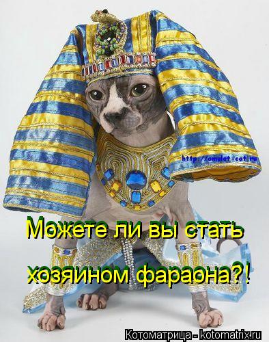 Котоматрица: Можете ли вы стать Можете ли вы стать хозяином фараона?! хозяином фараона?!