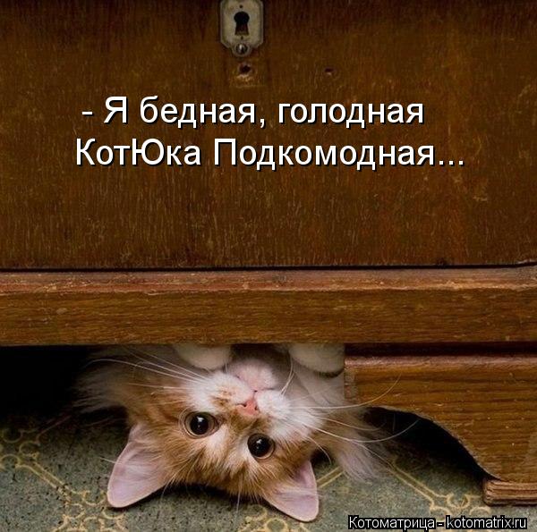 Котоматрица: - Я бедная, голодная КотЮка Подкомодная...