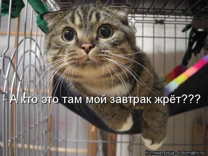 - А кто это там мой завтрак жрёт???... Котоматрица: - А кто это там мой завтрак жрёт???