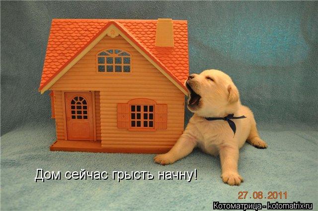 Будка своими руками для лабрадора 2
