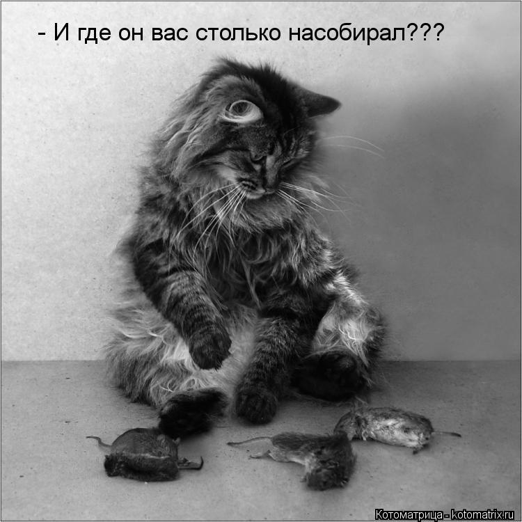 Котоматрица: - И где он вас столько насобирал???