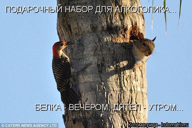 Котоматрица: ПОДАРОЧНЫЙ НАБОР ДЛЯ АЛКОГОЛИКА... БЕЛКА - ВЕЧЕРОМ, ДЯТЕЛ - УТРОМ...