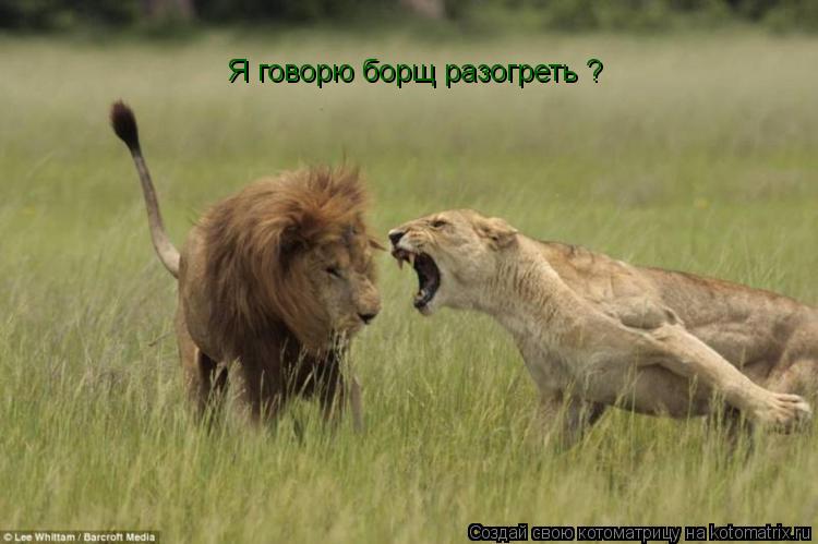 Котоматрица: Я говорю борщ разогреть ?