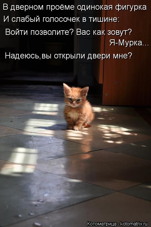Котоматрица: В дверном проёме одинокая фигурка И слабый голосочек в тишине: Войти позволите? Вас как зовут?  Я-Мурка... Надеюсь,вы открыли двери мне?