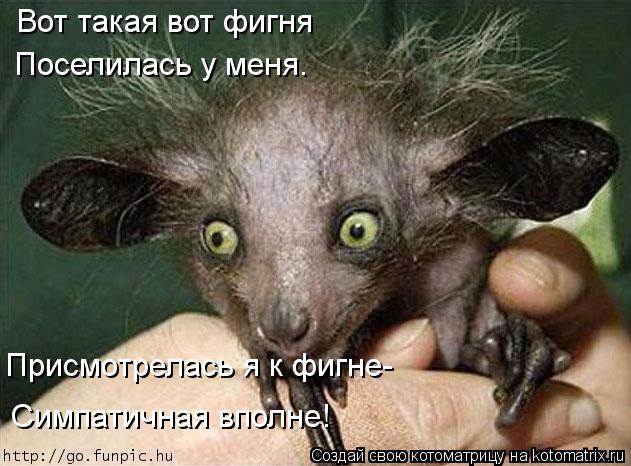Котоматрица: Вот такая вот фигня Поселилась у меня. Присмотрелась я к фигне- Симпатичная вполне!