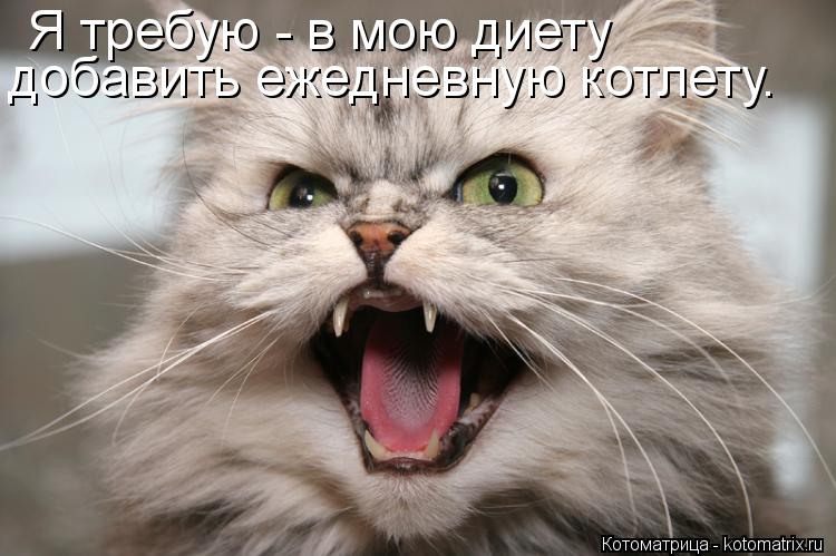 Котоматрица: Я требую - в мою диету добавить ежедневную котлету.