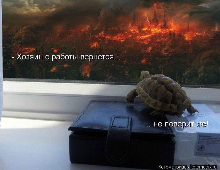 Котоматрица: - Хозяин с работы вернется... ... не поверит же!