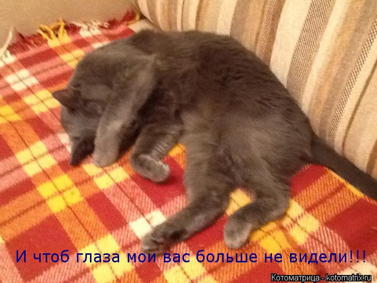 Котоматрица: И чтоб глаза мои вас больше не видели!!!
