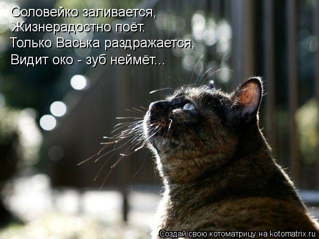 Котоматрица: Соловейко заливается, Жизнерадостно поёт. Видит око - зуб неймёт...  Только Васька раздражается,