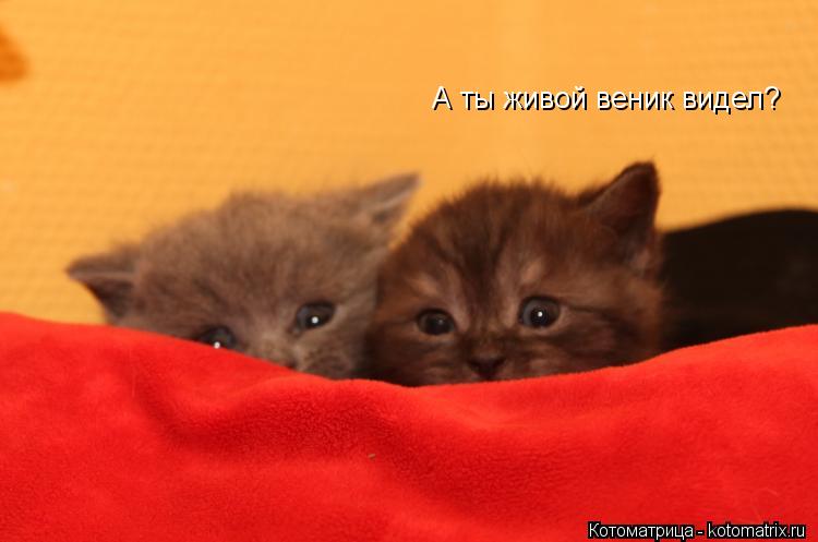 А ты живой веник видел?... Котоматрица: А ты живой веник видел?