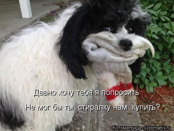 Давно хочу тебя я попросить Не мог бы ты стиралку нам купить?... Котоматрица: Давно хочу тебя я попросить Не мог бы ты стиралку нам купить?