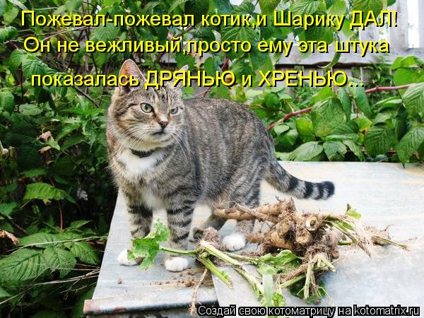Пожевал-пожевал котик,и Шарику ДАЛ! Он не вежливый,просто ему эта штука показалась ДРЯНЬЮ и ХРЕНЬЮ..... Котоматрица: Пожевал-пожевал котик,и Шарику ДАЛ! Он не вежливый,просто ему эта штука показалась ДРЯНЬЮ и ХРЕНЬЮ...