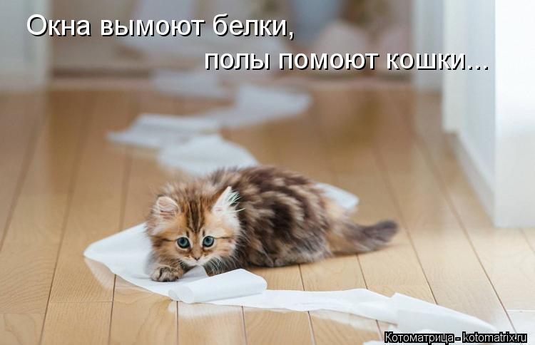 Окна вымоют белки, полы помоют кошки...... Котоматрица: Окна вымоют белки, полы помоют кошки...