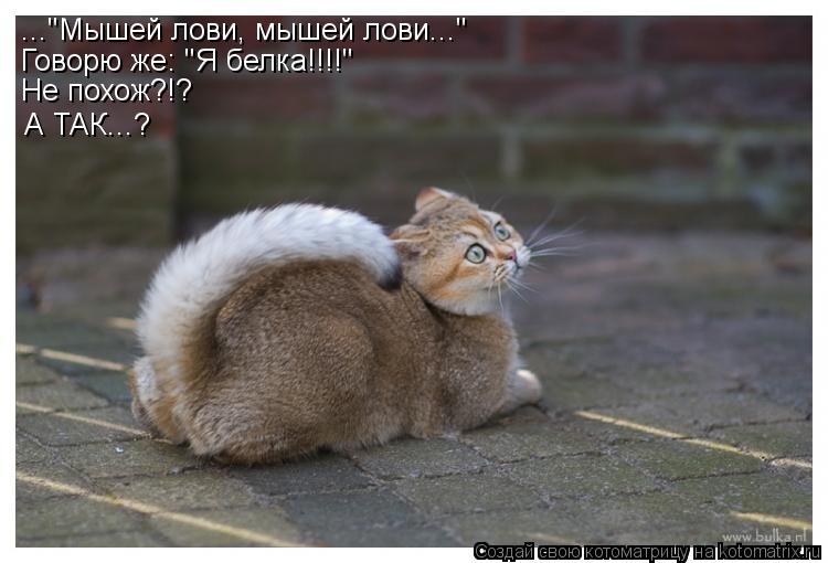 ..."Мышей лови, мышей лови..." Говорю же: "Я белка!!!!" Не похож?!? А ТАК...?... Котоматрица: ..."Мышей лови, мышей лови..." Говорю же: "Я белка!!!!" Не похож?!? А ТАК...?