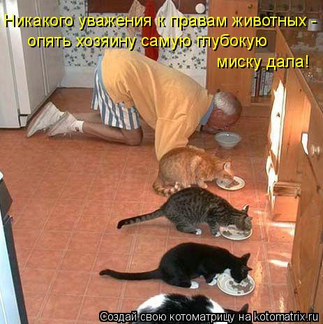 Котоматрица: Никакого уважения к правам животных -  опять хозяину самую глубокую  миску дала!